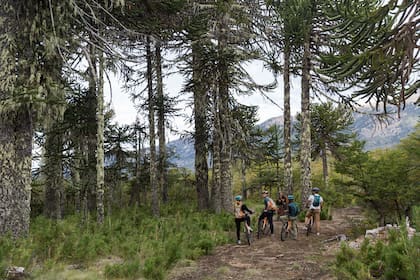 Villa Pehuenia es una localidad situada en el centro-oeste de la provincia argentina del Neuquén, al pie de los Andes Patagónicos.