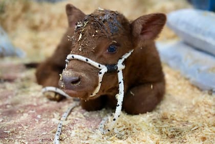Villaguay, el ternero que nació en camino a Expo Angus