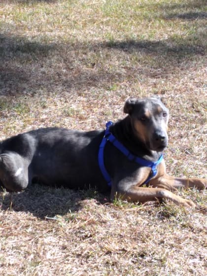 “Vimos la urgencia de su estado”, dijo Stephens. “Decidimos no meterlo en la jaula y llevarlo al veterinario lo antes posible”.