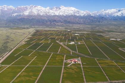 Viña Cobos, la bodega fundada por Paul Hobbs