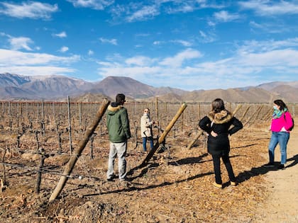 Viña San Esteban, comenzó a elaborar vino en 1974; hoy el 98% de la línea de vinos In Situ se exporta a más de 20 países y acumula numerosos premios internacionales