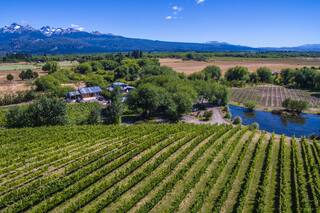 El exChef de Bruno Gelber que gana medallas de oro con su viñedo de Chubut
