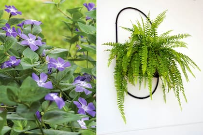 Vinca major y helecho, dos favoritas para jardines colgantes