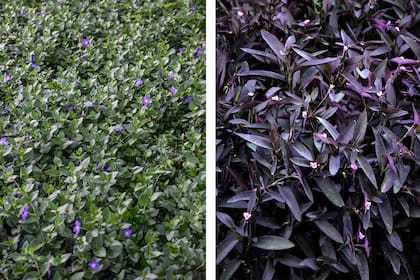 Vincas y Tradescantia púrpura, dos especies que cubren el suelo en espacios donde llega poca luz