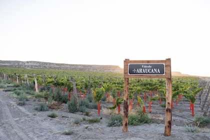 Viñedo Araucana en Valle Azul; detrás, el paisaje de bardas