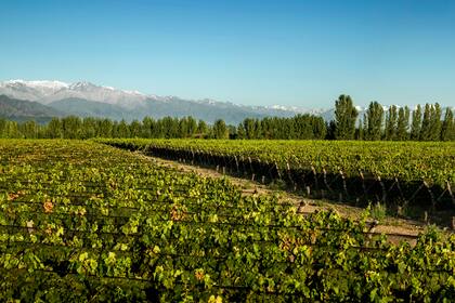 Viñedo de Agrelo, donde Juan Pablo Murgia lleva adelante la producción de vinos de Bodega Argento