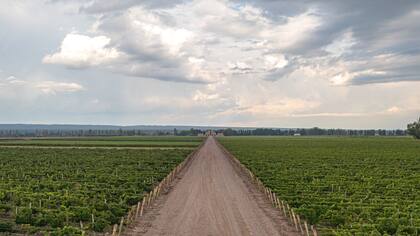 Viñedo de Agrelo (Luján de Cuyo) de donde salen las uvas para la elaboración del Catena Zapata Estiba Reservada