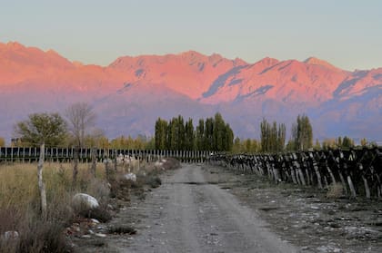 Viñedo de Bodegas Caro en Valle de Uco, Mendoza