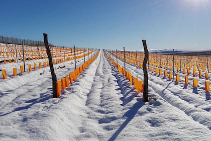 Viñedo de Otronia, cubierto por la nieve