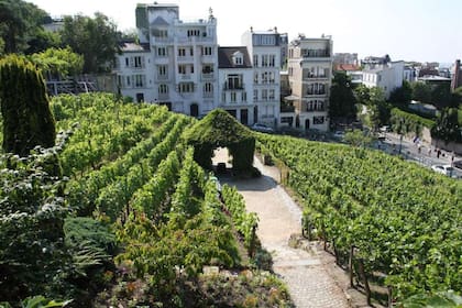 Viñedo urbano de Clos MontMartre, en París