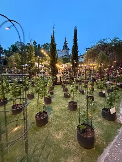 Viñedo urbano en el Hotel Intercontinental Buenos Aires