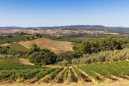 Viñedos toscanos