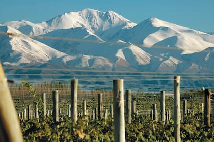 Viñedos al pie del Cordón del Plata, una de las propuestas de "Mansa Bodega", en Mendoza