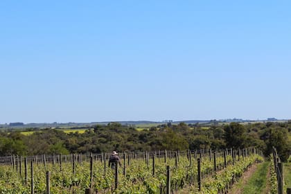 Viñedos de Bodega Cufré, cerca de Colonia