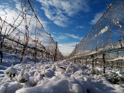 Viñedos de Bodega Otronia en Sarmiento, Chubut, donde también se cultiva la variedad Pinot Noir