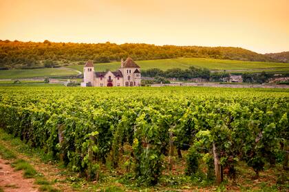 Viñedos de Borgoña, de donde es originario el Pinot Noir y donde se elaboran los mejores vinos a partir de esa variedad