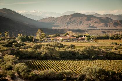 Viñedos de Colomé, en los Valles Calchaquíes