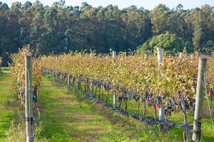 Viñedos de la bodega Costa &amp;amp; Pampa, en Chapadmalal