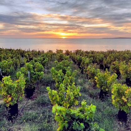 Viñedos de mar en Bahía Bustamante