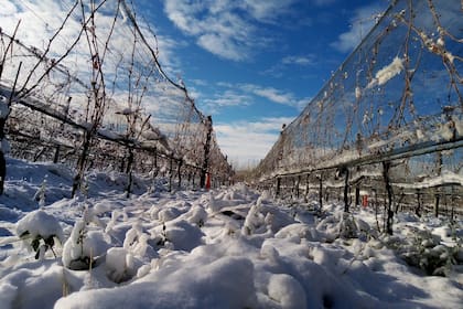 Viñedos de Otronia, en Chubut