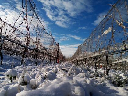 Viñedos de Otronia, en Chubut, donde se ha comenzado a producir el Torrontés más austral del mundo