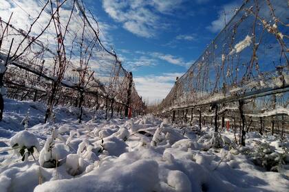 Viñedos de Otronia nevados, con mallas antigranizo para proteger las vides