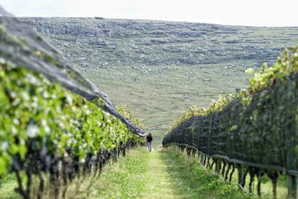 Viñedos de Puerta del Abra, entre las sierras de Balcarce, uno de los sitios más nuevos en el vino argentino