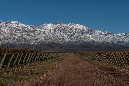 Viñedos de Rolland, al pie de la Cordillera de los Andes