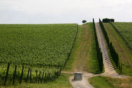 Viñedos de San Gusme´, en Chianti.