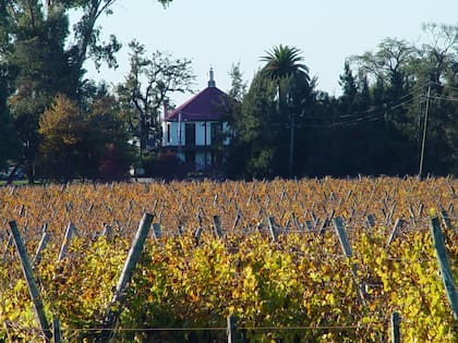 Viñedos de Ugni Blanc, variedad de uva utilizada para producir Cognac, plantados a 46 kilómetros de Montevideo