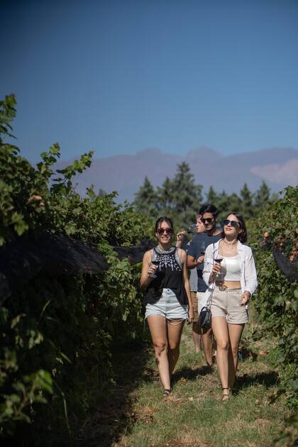 Viñedos en Mendoza.