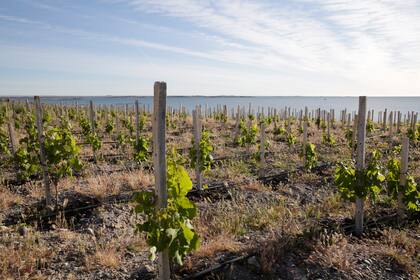 Viñedos en Bahía Bustamante. Los más australes del país.