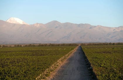 Viñedos en Gualtallary, en Valle de Uco, de donde provienen algunos de los mejores exponentes de Chardonnay locales