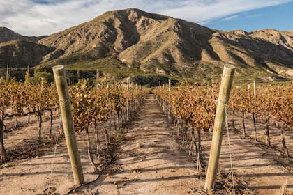 Viñedos en su fase otoñal, en el fructífero Valle del Pedernal.