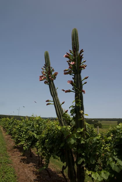 Viñedos y flora autóctona en la finca de Cerro Chapeau