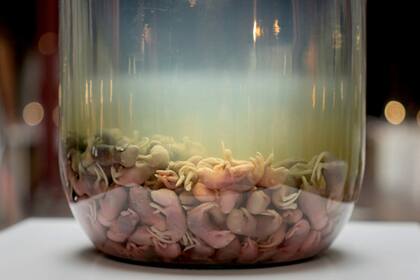 También hay vino de ratón de China, pero no está entre los platos que puede probar el visitante