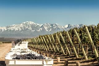 Las cinco grandes regiones que definen el vino argentino