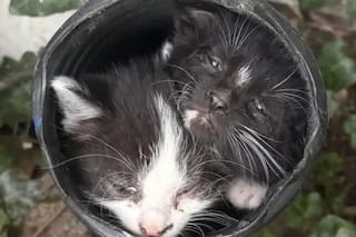 Vio un gatito atrapado en el desagüe y se quedó sin palabras al descubrir quién más estaba ahí