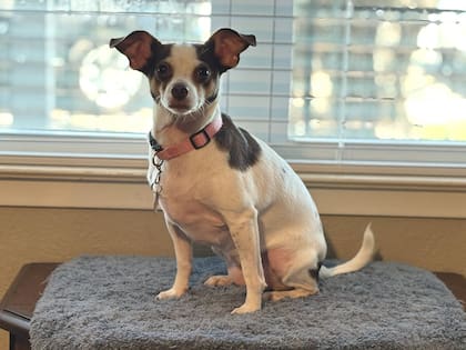 Viola, ahora llamada Baby Girl, consiguió tránsito y, poco tiempo después fue adoptada.