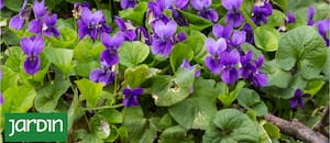 Es diminuta, tiene un perfume increíble y está desapareciendo de los jardines