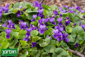 Es diminuta, tiene un perfume increíble y está desapareciendo de los jardines