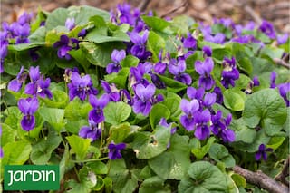 Es diminuta, tiene un perfume increíble y está desapareciendo de los jardines
