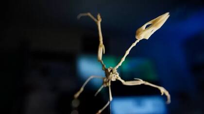 Virtualmente, es posible extraer huesos fósiles e imprimirlos para hacer un modelo