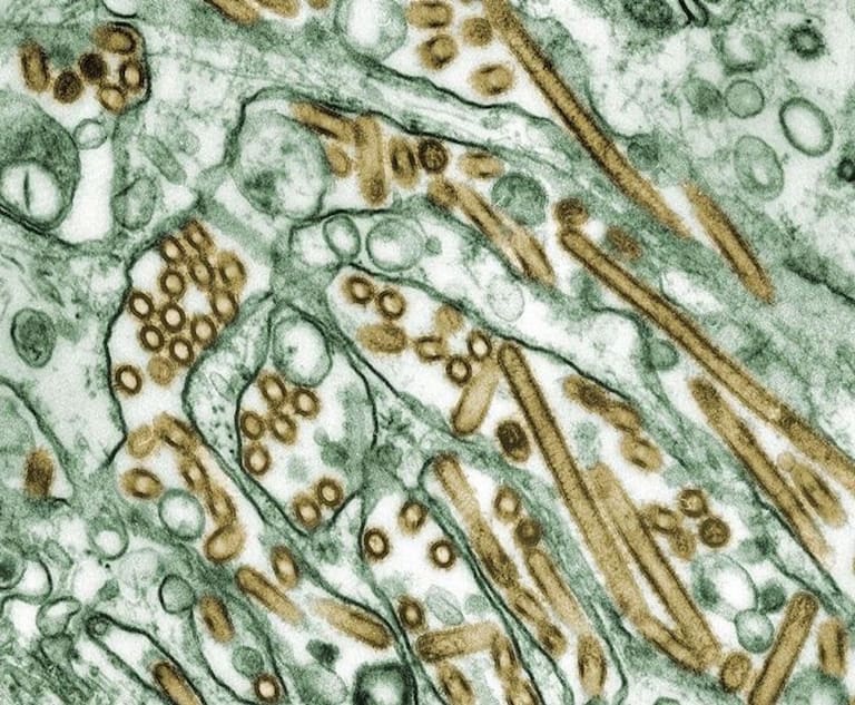 The WHO has warned of the potential for the virus to spread to humans due to the massive spread of bird flu in animals.