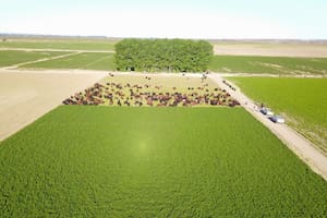 En las entidades rurales dejan la inscripción a criterio de cada productor