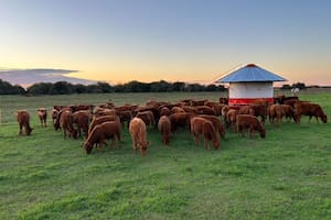 Fuerte reacción de un grupo de rurales por la inscripción en Visec Carne