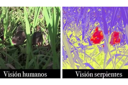 Visión de humanos y visión de serpientes