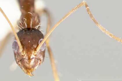 Visión frontal de la hormiga loca, cuyo nombre científico es Paratrechina longicornis