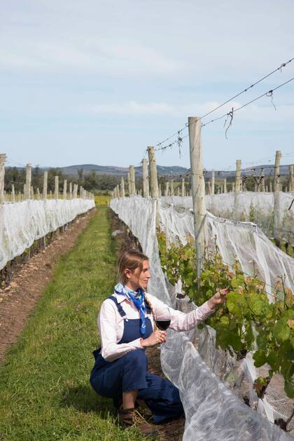 Visita a los viñedos en Viña Edén.