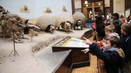 Visita guiada sobre la era del hielo por las vacaciones de invierno en el Museo de Ciencias Naturales de la ciudad de La Plata